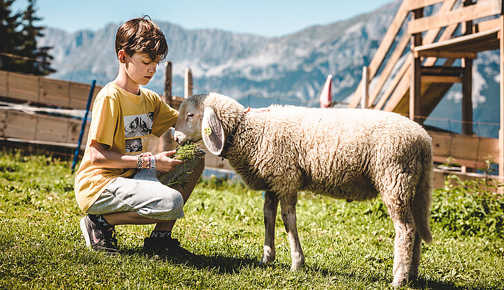 Streichelzoo mit Schafe am Astberg @Mathäus Gartner