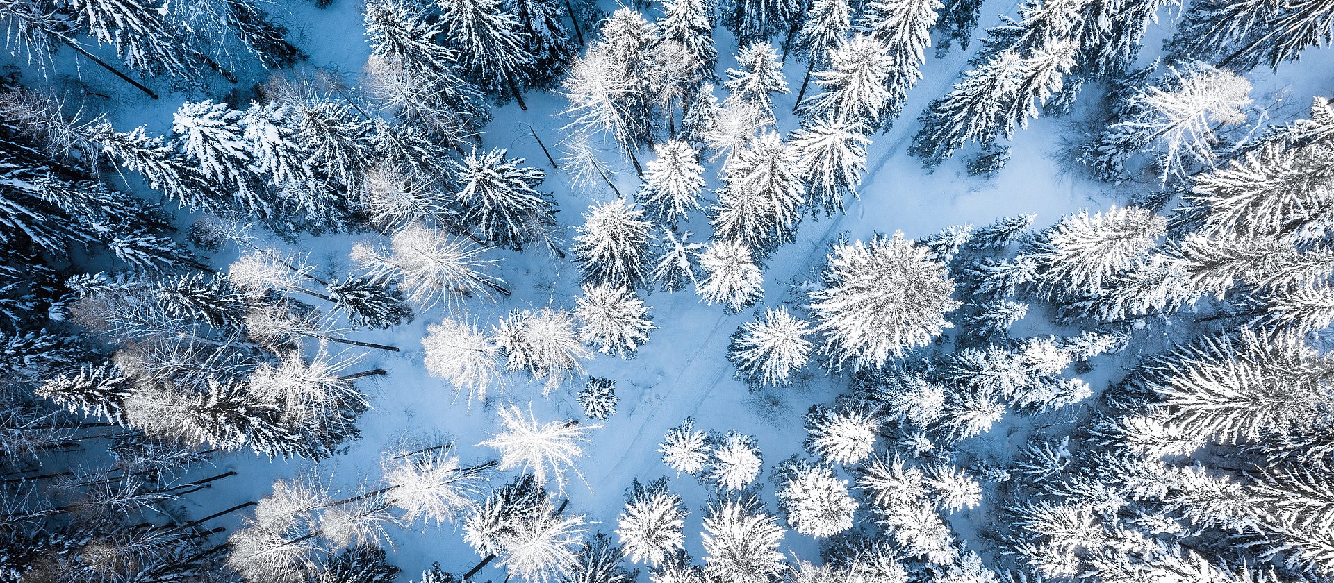 Snow-covered trees from above @Mathäus Gartner